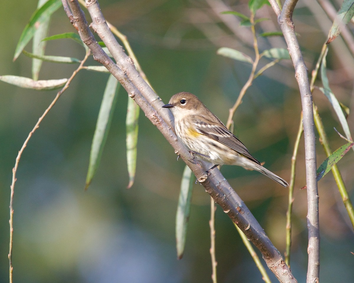 Yellow-rumped Warbler (Myrtle) - ML378908401