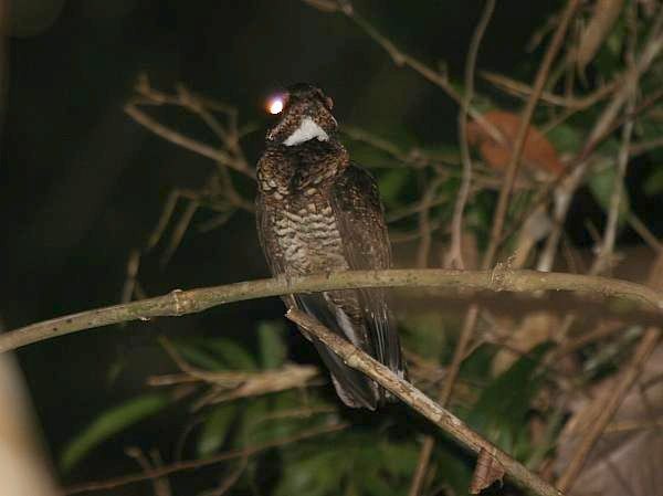 Bonaparte's Nightjar - ML378908761