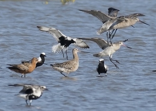 Black-bellied Plover - ML378909991