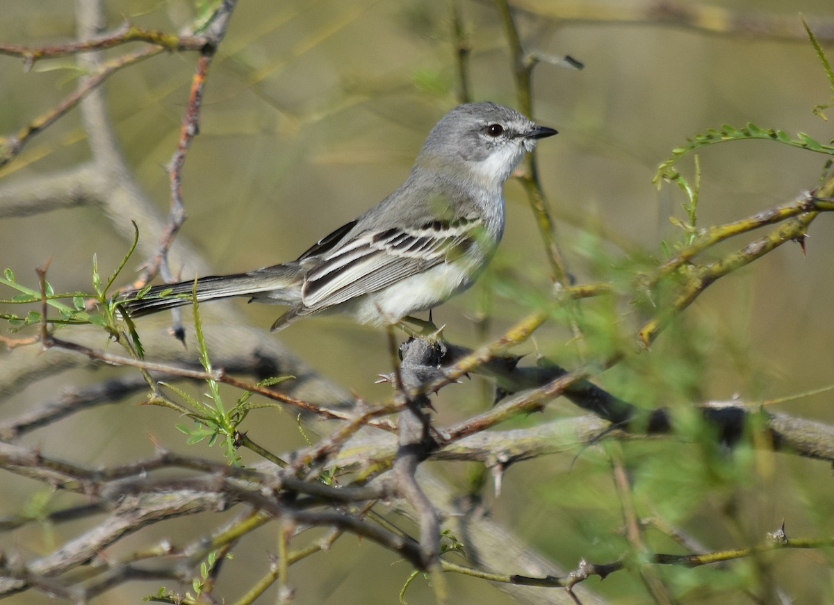 Suiriri Flycatcher - ML378910911