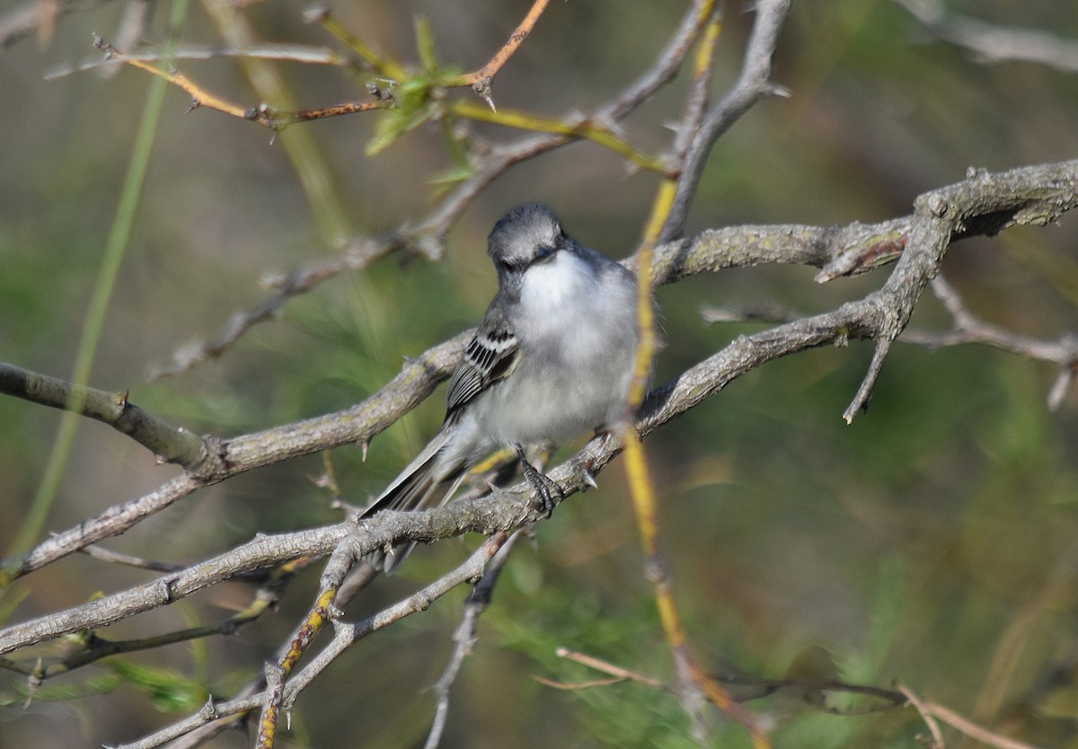 Suiriri Flycatcher - ML378910921