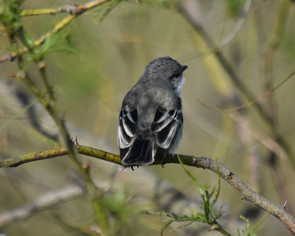 Suiriri Flycatcher - ML378911011