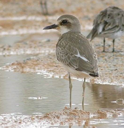 Greater Sand-Plover - ML378911041