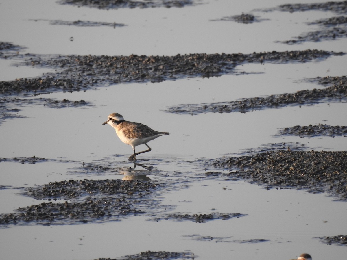 Kittlitz's Plover - ML378911221