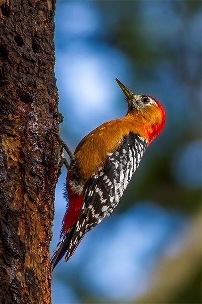 Rufous-bellied Woodpecker - ML378911931