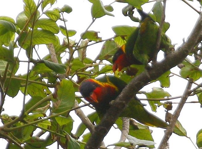 Ornate Lorikeet - Marc Thibault