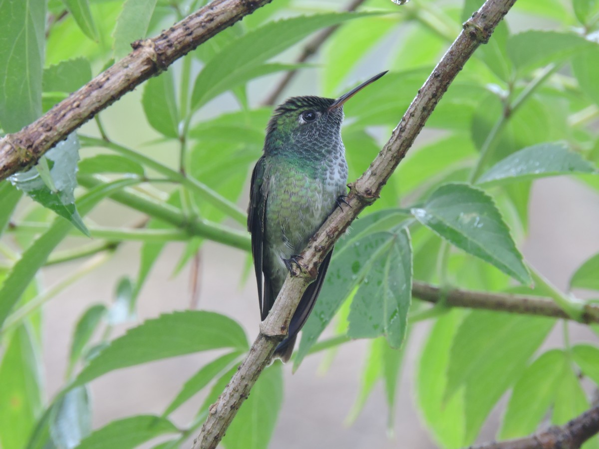 Glittering-throated Emerald - Fabio Barata