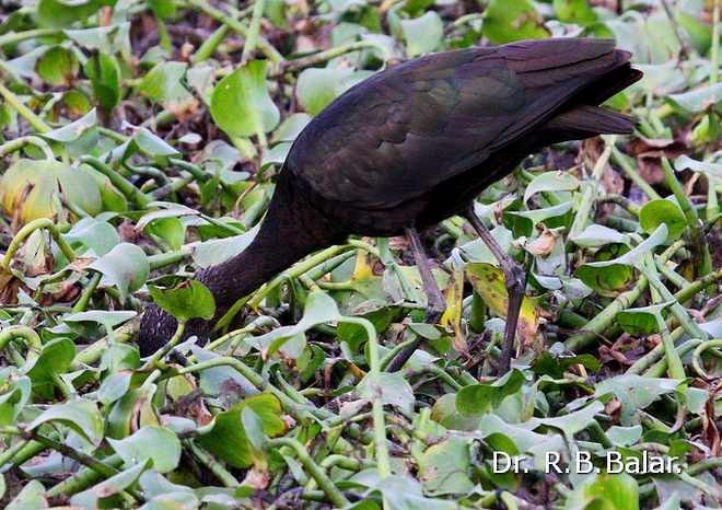 Glossy Ibis - Dr. Raghavji Balar