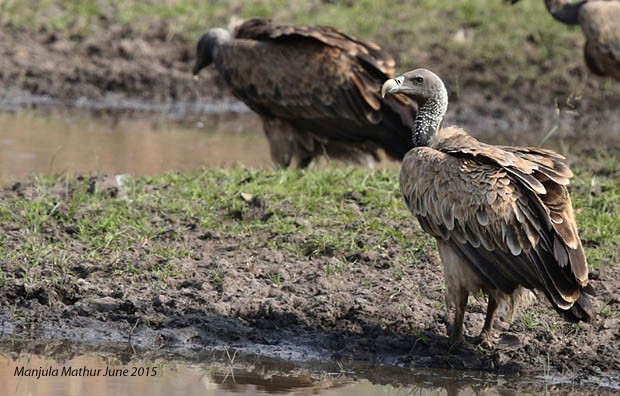Indian Vulture - ML378915081