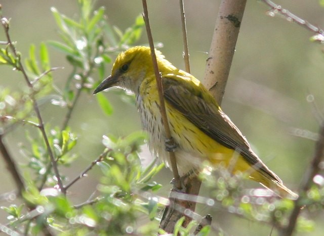 Indian Golden Oriole - ML378915391