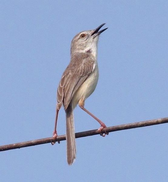 Plain Prinia - ML378915431