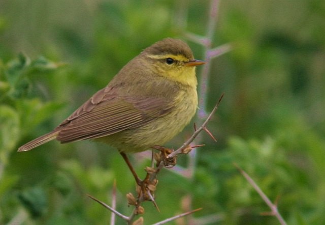 Tickell's Leaf Warbler (Tickell's) - ML378915461