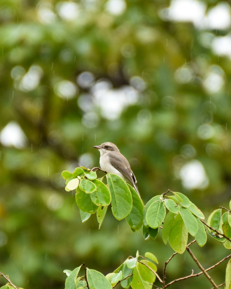 Common Woodshrike - Sabarish  D