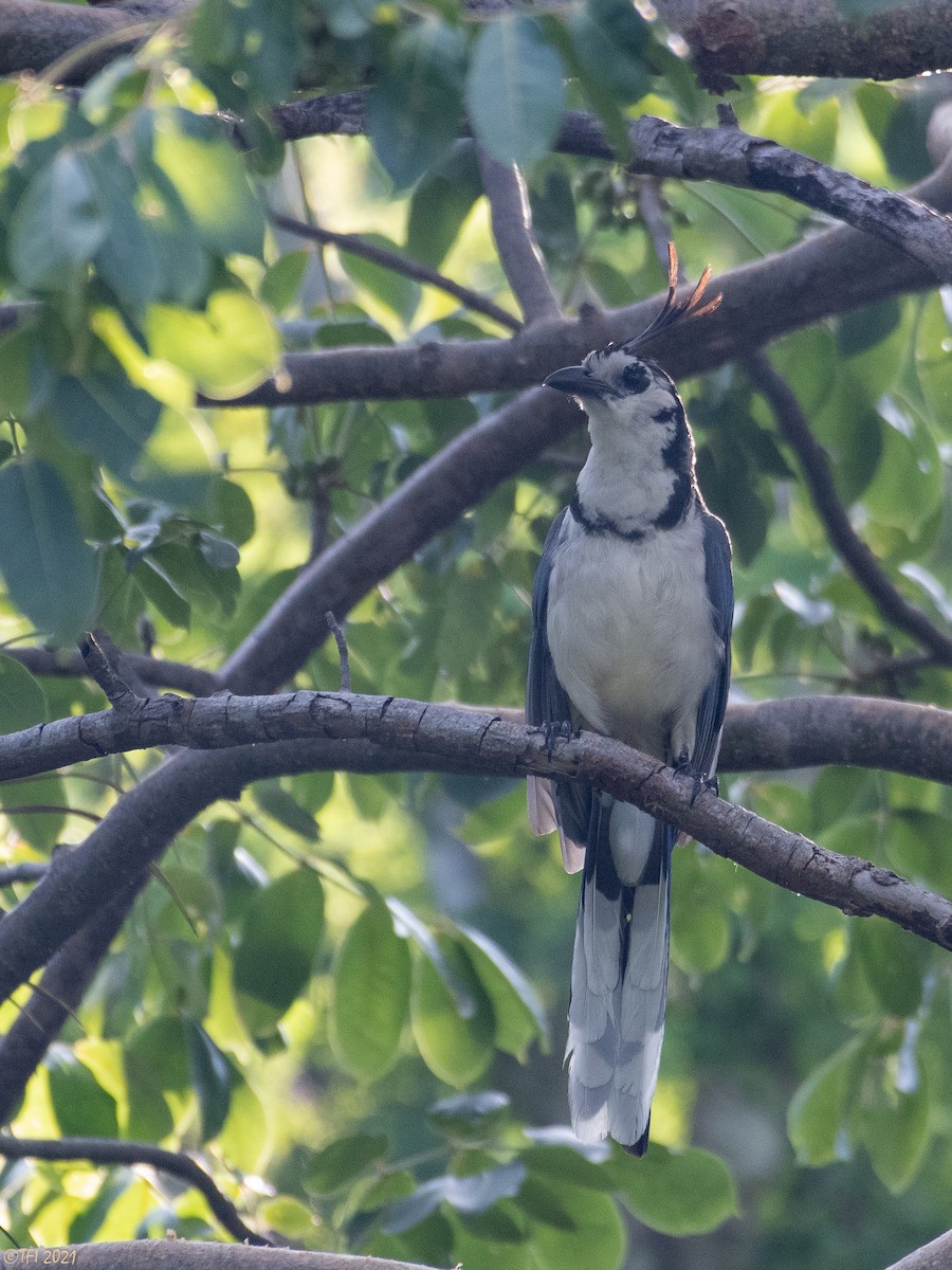 White-throated Magpie-Jay - ML378916161