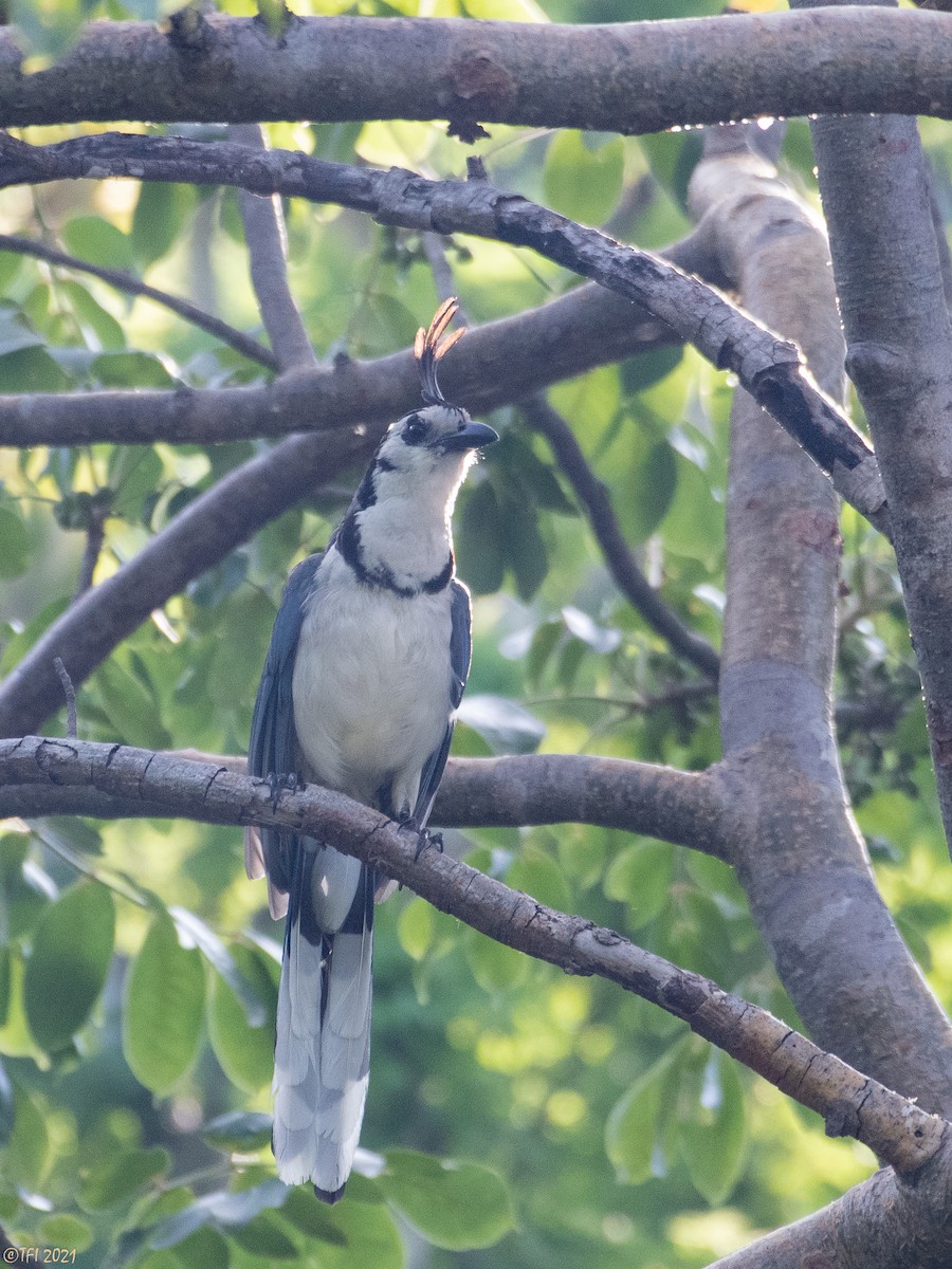 White-throated Magpie-Jay - ML378916281