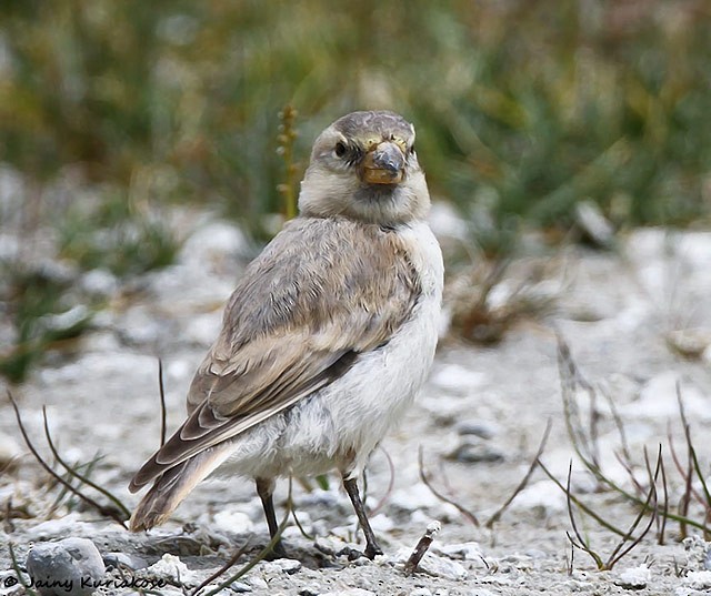 Blanford's Snowfinch - ML378916661