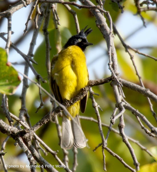 Black-crested Bulbul - ML378916751