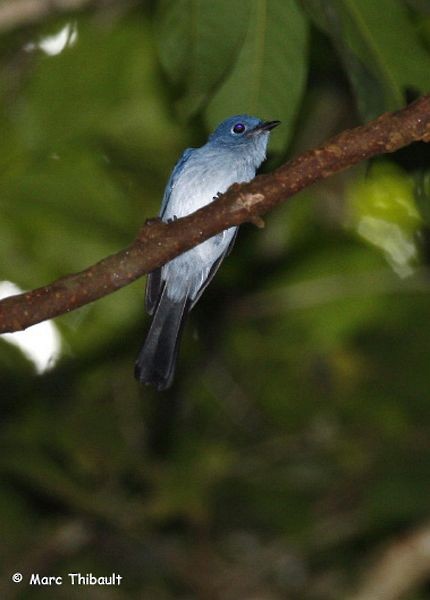 Cerulean Flycatcher - ML378917541