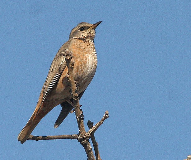 Naumann's Thrush - Klaus Malling Olsen