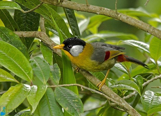 Silberohr-Sonnenvogel [argentauris-Gruppe] - ML378918821