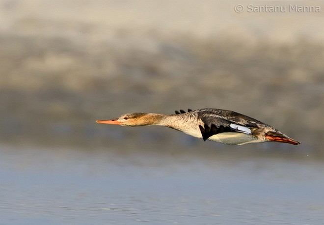 Red-breasted Merganser - ML378918871