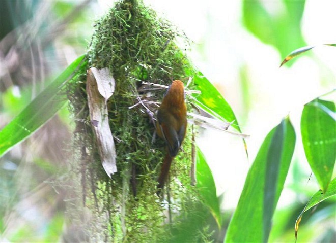 Black-throated Parrotbill (Black-eared) - Le Manh Hung