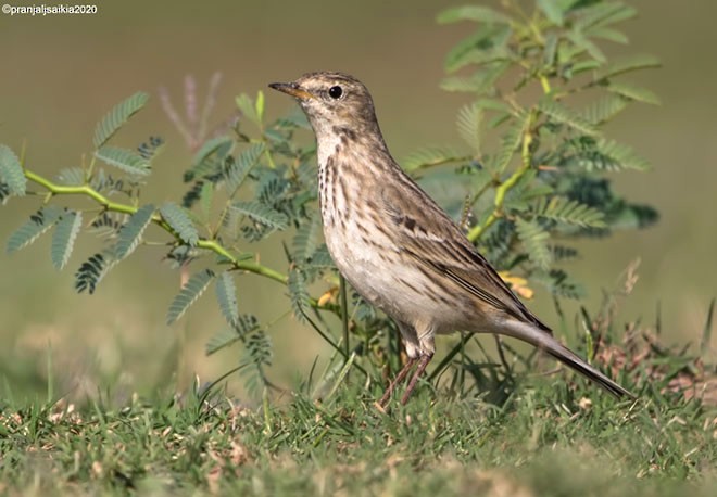 Water Pipit - ML378919371