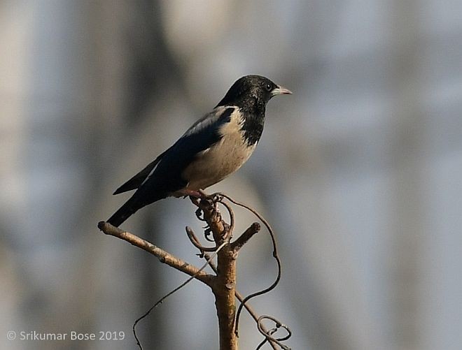 Rosy Starling - ML378919451