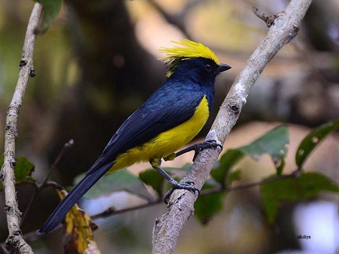 Sultan Tit (Yellow-crested) - LAKSHYA NATH