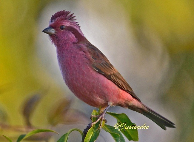 Pink-browed Rosefinch - ML378919751