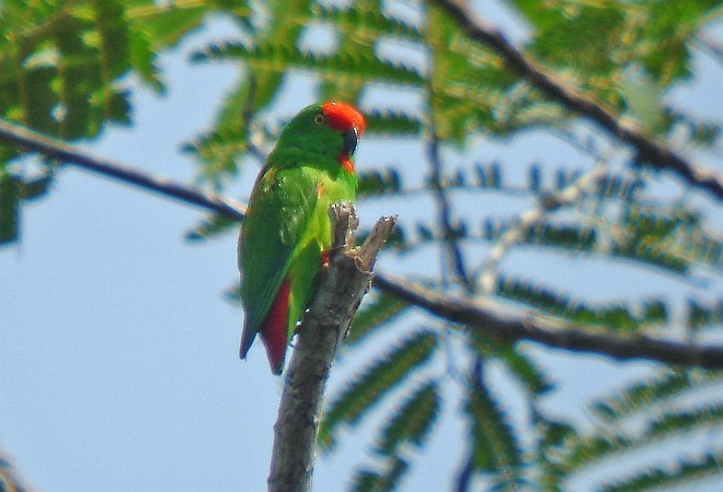 Moluccan Hanging-Parrot - Pete Morris