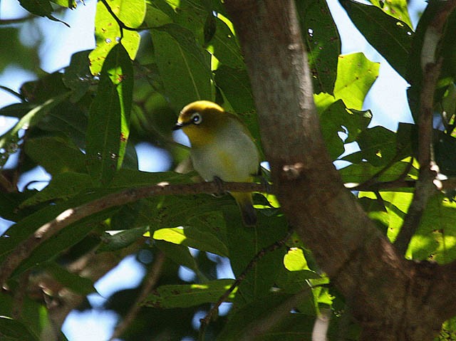 Great Kai White-eye - ML378921001