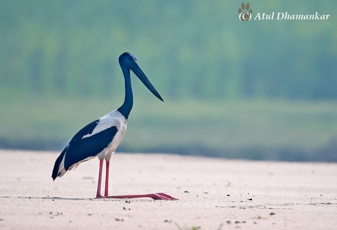 Black-necked Stork - Atul Dhamankar