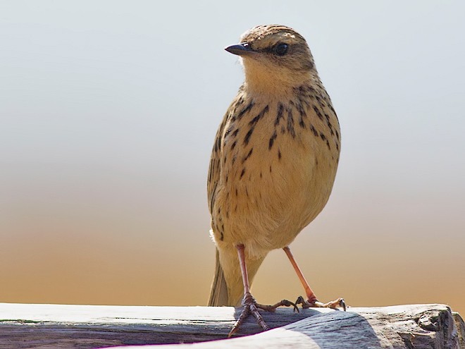 Nilgiri Pipit - Mohak Katvi