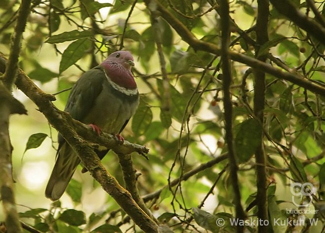 Pink-headed Fruit-Dove - ML378921801