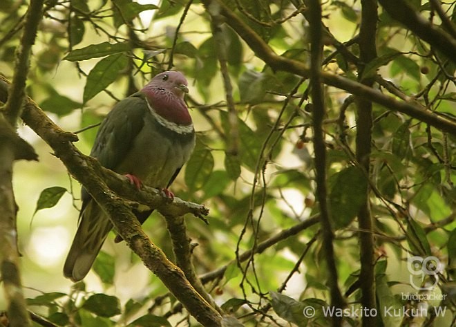 Pink-headed Fruit-Dove - Waskito Kukuh Wibowo