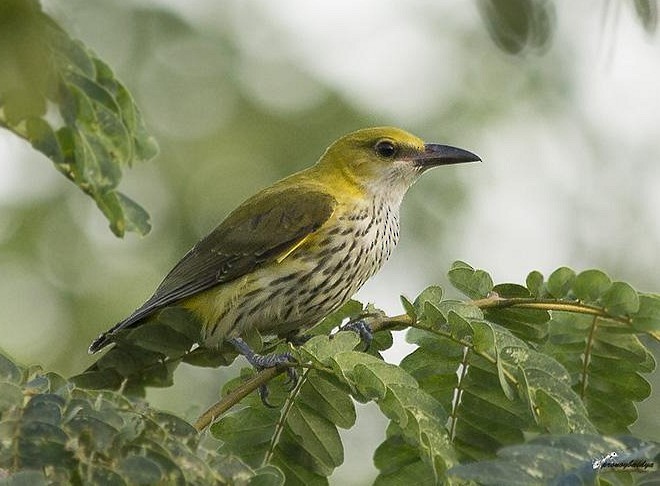 Indian Golden Oriole - ML378921941
