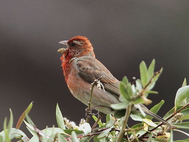 Common Rosefinch - ML378922121