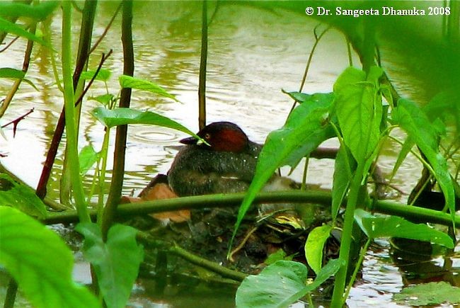 Little Grebe (Little) - ML378923051