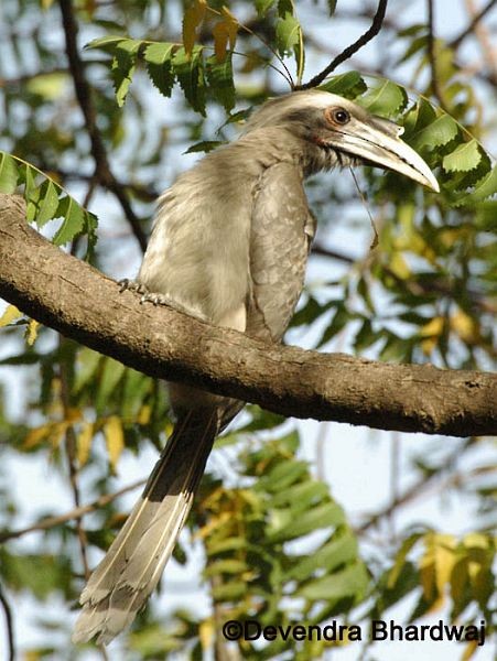 Indian Gray Hornbill - Devendra Bhardwaj