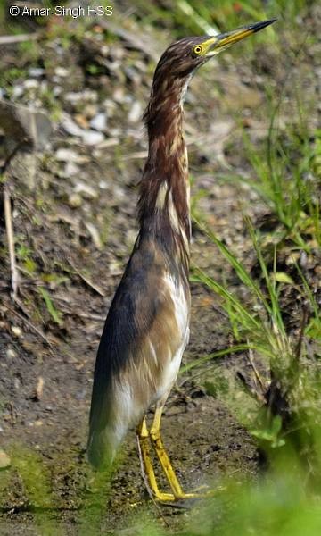 Chinese Pond-Heron - ML378923571