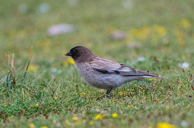 Black-headed Mountain Finch - ML378923721