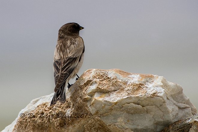 Black-headed Mountain Finch - ML378923801