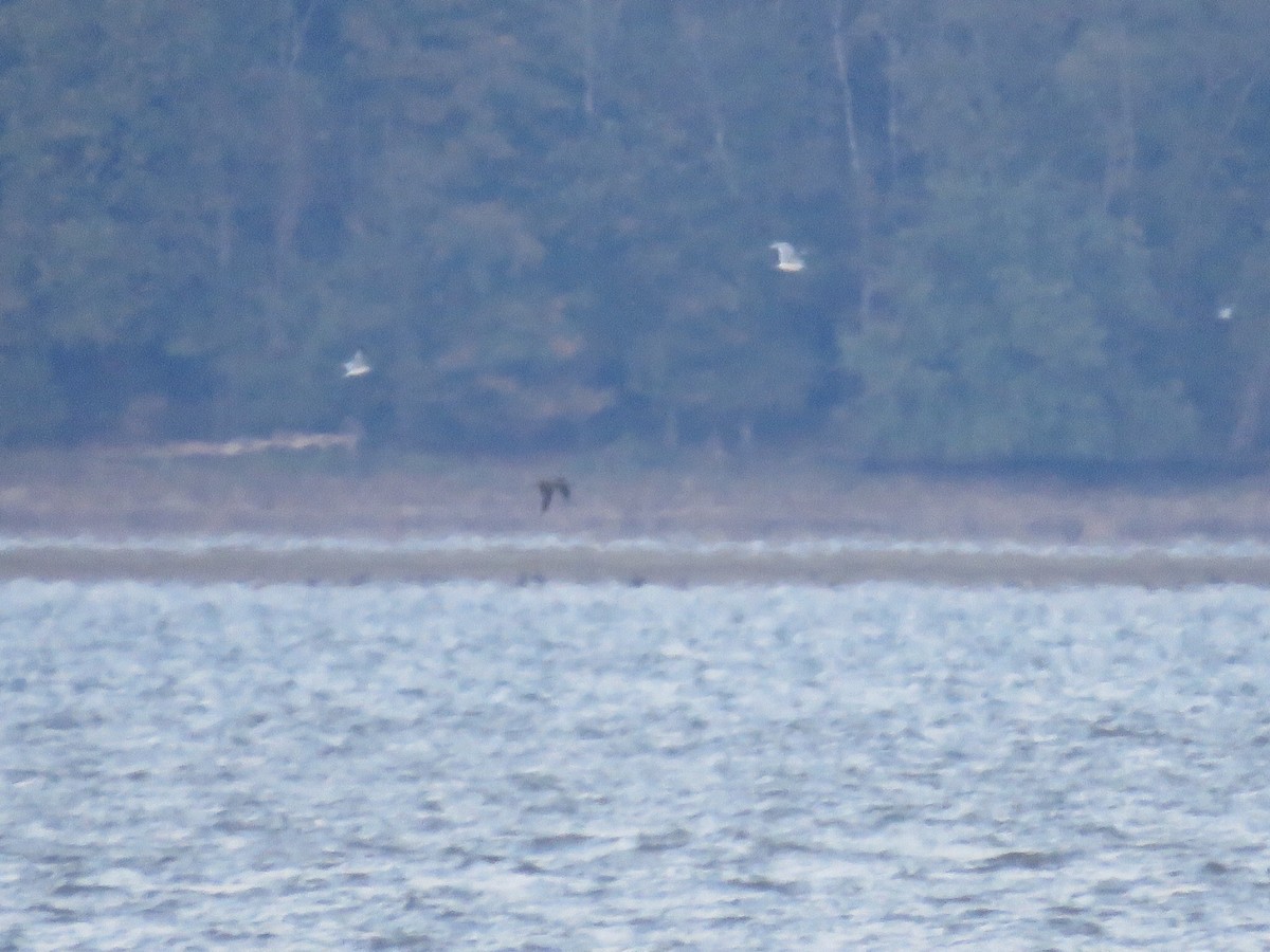 Brown Booby - ML37892381