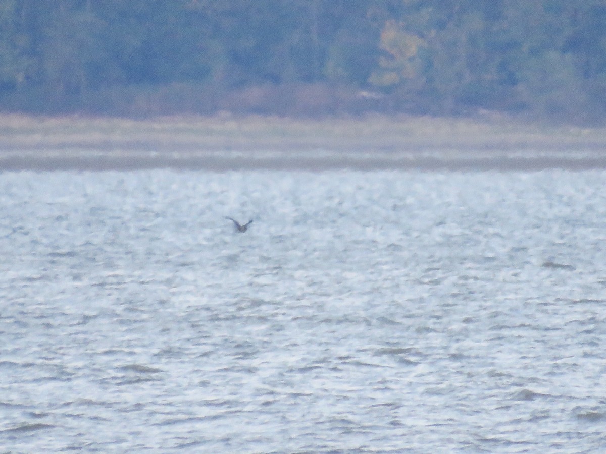 Brown Booby - ML37892391