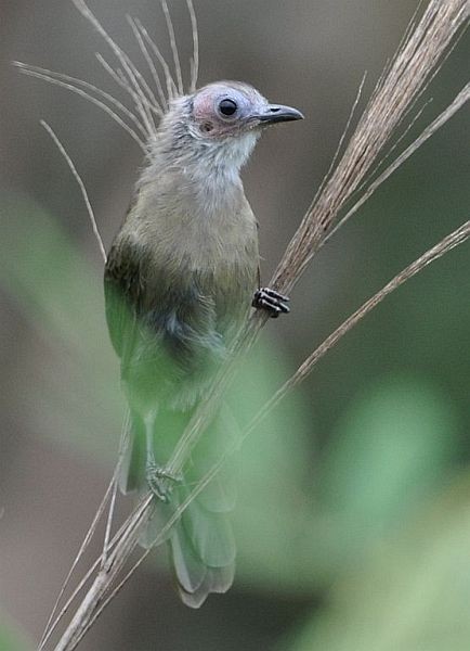 Bare-faced Bulbul - ML378924121