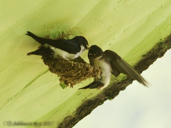 Nepal House-Martin - ML378924771