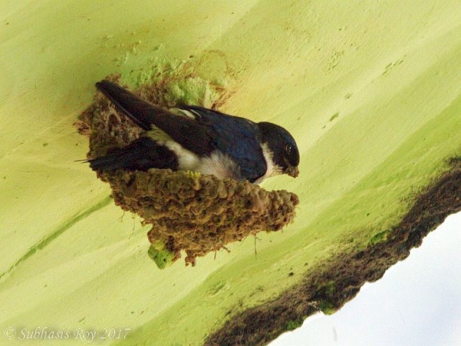 Nepal House-Martin - ML378924801