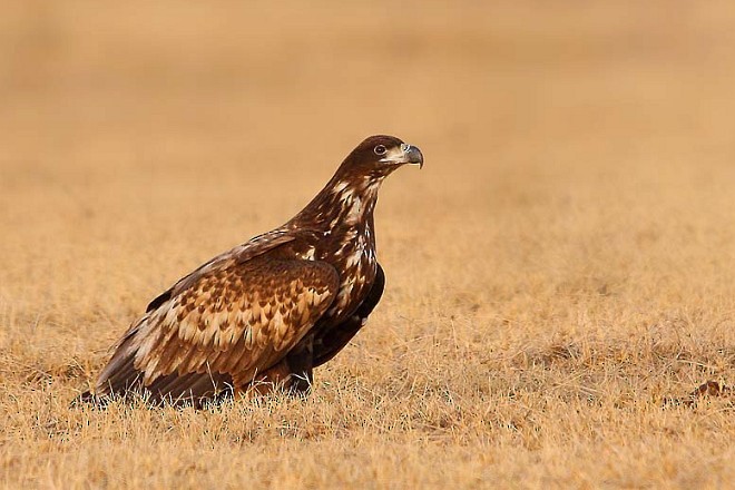 White-tailed Eagle - Sharad Agrawal