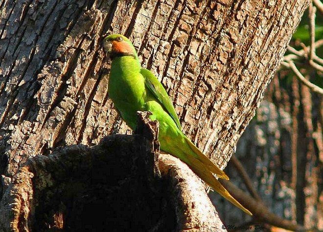 Uzun Kuyruklu Yeşil Papağan (tytleri) - ML378925461